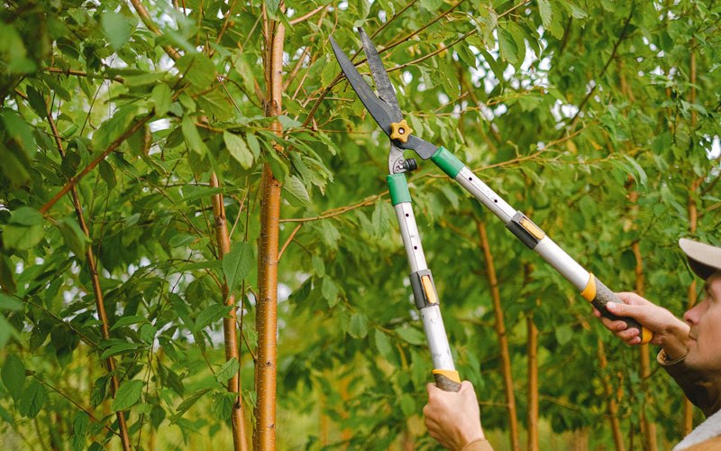 Tree trimming in Belvidere, IL